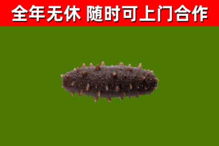 西安烟酒回收干海参.jpg